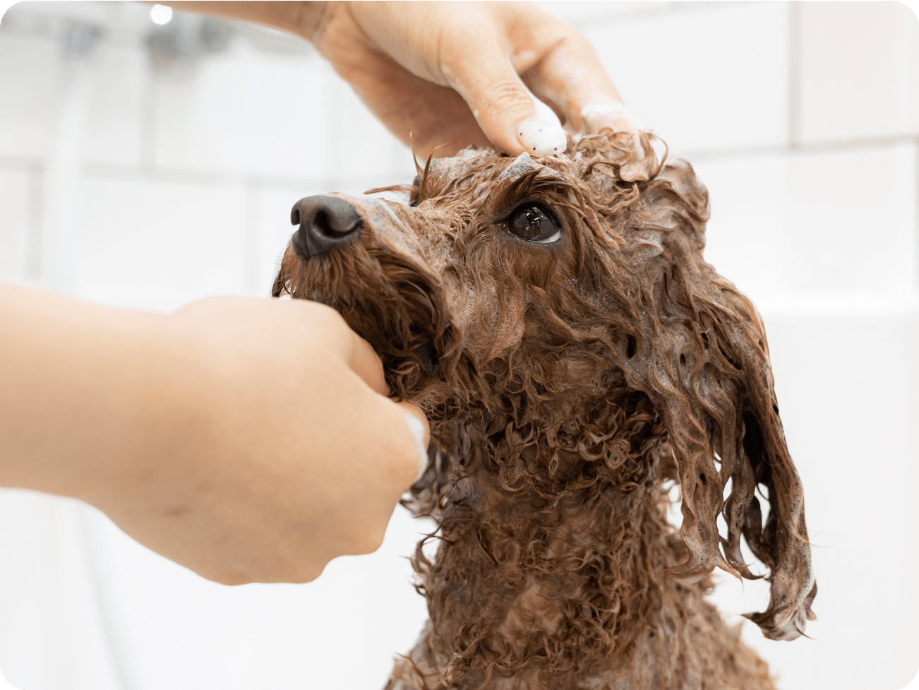 シャンプー中の犬