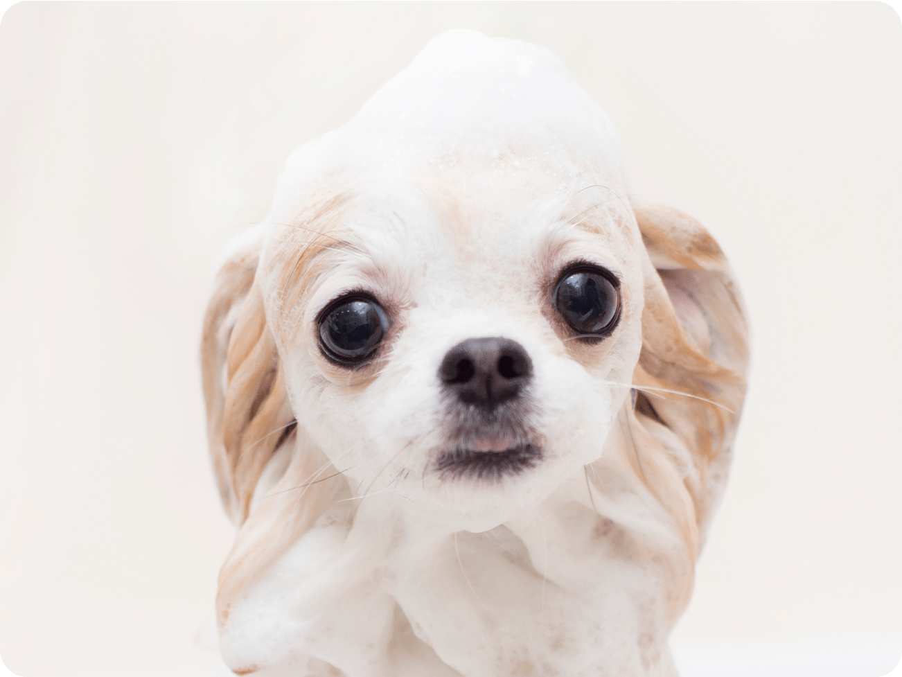 シャンプー中の犬